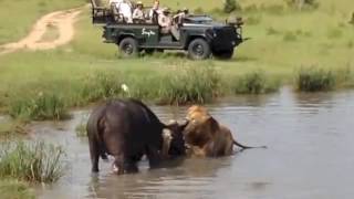 Selatí Males kill buffalo cow Singita sands [upl. by Knorring135]