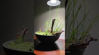 Emersed aquarium plants [upl. by Llet]