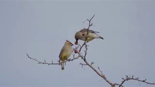 Cedar Waxwings [upl. by Piotr]