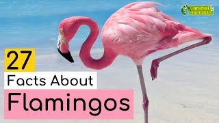 27 Facts About Flamingos  Learn All About Flamingos  Animals for Kids  Educational Video [upl. by Talanian951]