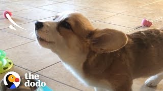 This Corgi Puppy Loves To Howl While She Eats  The Dodo [upl. by Zere]