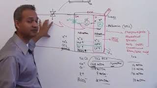 Renal Physiology Lecture 2 Part 4 [upl. by Ttennej]