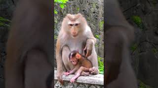 The Beautiful Tiny Monkeys at Mountain in my country monkey MonkeyLife animallove [upl. by Waldos]