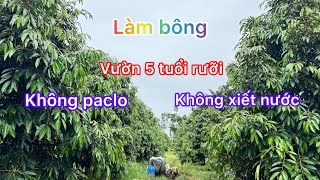 Làm bông sầu riêng theo cách không paclo không xiết nước [upl. by Allimac813]