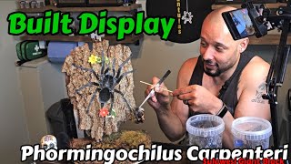 I did a thing  Phormingochilus Carpenteri  Sulawesi Giant Black fyp youtube subscribe [upl. by Taryn48]