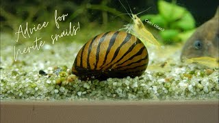 Advice for taking Care of your Nerite Snails [upl. by Lagas]