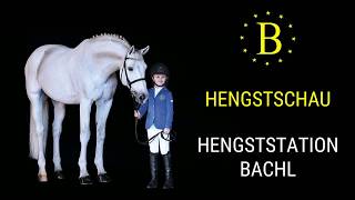 Hengstschau der Hengststation Bachl 2019 [upl. by Crowley]