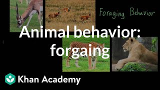 Animal behavior foraging  Individuals and Society  MCAT  Khan Academy [upl. by Adnirol]