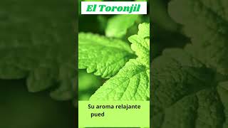 10 beneficios del TORONJIL 2 Vive Logicamente [upl. by Hepza661]