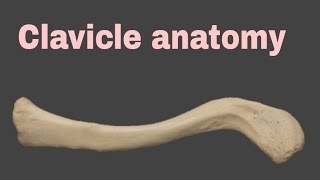 clavicle anatomy [upl. by Daniyal399]