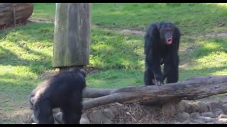 Chimpanzee sounds  Common Chimpanzee Pan troglodytes making Chimp noises [upl. by Neirbo]