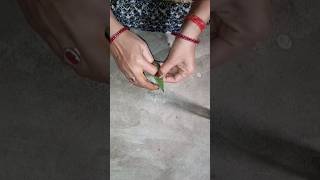 Mango Leaf Craft ideas mango leaf toranshorts 🌿🌿 [upl. by Yroggerg]