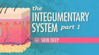 The Integumentary System Part 1  Skin Deep Crash Course Anatomy amp Physiology 6 [upl. by Nothgierc]