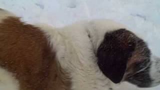 St Bernard Dog Playing in Snow Part 2 [upl. by Hebel]