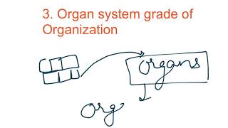 KINGDOM ANIMALIA  GRADES OF ORGANISATION [upl. by Icul]