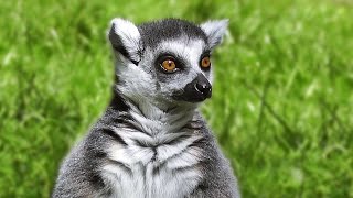 King Julien of Madagascar  RingTailed Lemur [upl. by Yorled882]