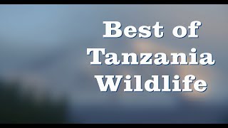 Best of Tanzania Wildlife [upl. by Alpheus941]