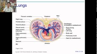 anatomy physiology chapter 19 part 1 [upl. by Goggin]