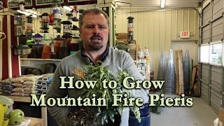 How to grow Mountain Fire Pieris with a detailed description [upl. by Yatnuahc]