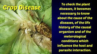 Crop Diseases and their control [upl. by Azaria]