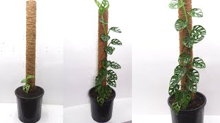 Monstera Adansonii After 150 Days of Repotting Grow and Care Swiss Cheese Plant [upl. by Silsbye146]