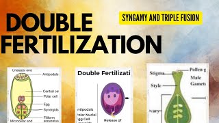 Chapter 1 Biology Reproduction in flowering plants ☘️ PART5  DOUBLE FERTILISATION CLASS 12 [upl. by Merrell678]