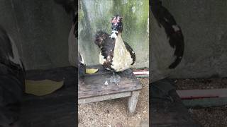 Dangerous Muscovy Duck [upl. by Anavahs]