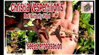 Christia Vespertilionis Seeds Propagation [upl. by Bello874]