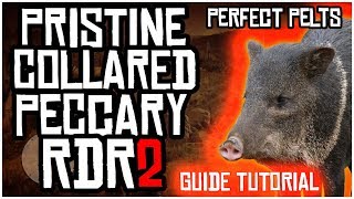 HOW TO FIND PRISTINE COLLARED PECCARY HOGS AND GET PERFECT PELTS IN RED DEAD REDEMPTION 2 [upl. by Shannon]