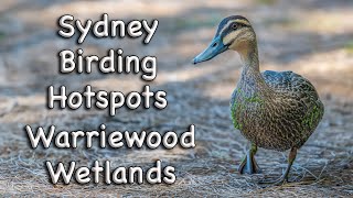 Sydney Birding Hotspots  2 Warriewood Wetlands [upl. by Iover71]