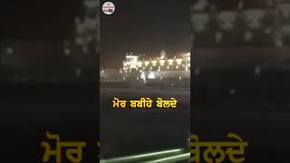 Mor Babihe Bolde Dekh Badal Kale  Bhai Nirmal Singh Khalsa gurbanishabad ytshorts shortsfeed [upl. by Aierb480]