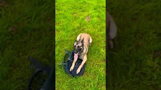 DECOY’S POV Belgian Malinois K9 Won’t Let You Steal The Bag [upl. by Ennayt]