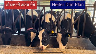 How much feed does a heifer need per day Bassi Dairy Farm  Punjab [upl. by Murtha]