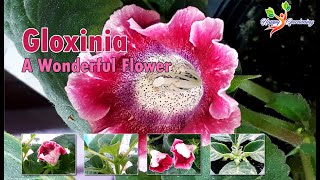 How to grow Gloxinia from Bulbs  Care of Gloxinia plant  Fertilizers for gloxinia plant [upl. by Annael]