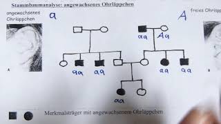 Stammbaumanalyse [upl. by Yeaton]