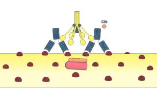 2 1 Complement System [upl. by Jairia99]