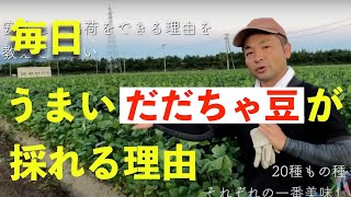 【うまいだだちゃ豆が採れる理由】枝豆農園じござえもん [upl. by Annavahs]