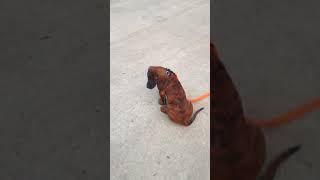 12 week Hanoverian Hound early obedience training [upl. by Sanfo4]