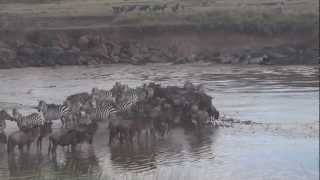 Great Wildebeest Migration  Kenya 2012 Maasai Mara [upl. by Libbi]