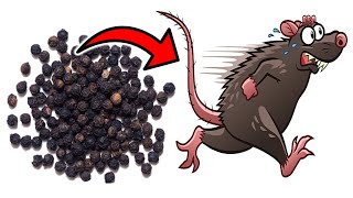 This Simple Substance Gets Rid of MICE amp RATS in SECONDS [upl. by Allesig]