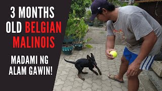 Vlog 74 PUPPY TRAINING  STEP BY STEP  DETAILED Paps Niks TV [upl. by Iadrahc]