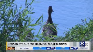 Harmful Algae Blooms are returning to the region [upl. by Florine]