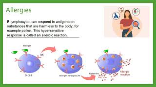 B Lymphocytes [upl. by Winonah428]