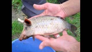 Pigfish on China [upl. by Ellehcir]