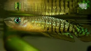 Werners killifish Aplocheilus werneri amp Striped Panchax Aplocheilus lineatus [upl. by Rolo]