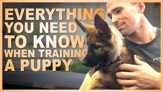 Everything You NEED TO KNOW When Training Your PUPPY [upl. by Ruamaj]