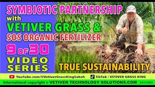 9 of 30 The greatest hack for palm oil tree plantations with CUT PALM FRONDS  VETIVER COMPOSTING [upl. by Krys]