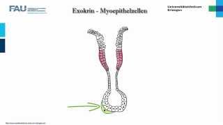 Histologie ─ Drüsenepithelien [upl. by Adna309]