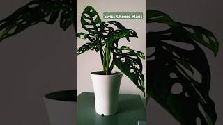 Swiss Cheese Plant swiss cheese plants monstera adansonii [upl. by Mima104]