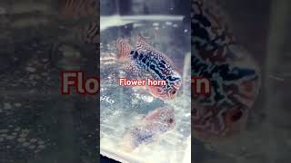 Flower horn imported flower horn viralreels ytshots youtubeshorts shortsviral viralsong [upl. by Bezanson]